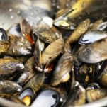 Zuppa mista di conchiglie