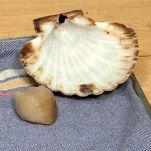 Capesante dell’amore