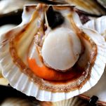 Capesante dietetiche