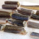 Capitone in salsa di pomodoro