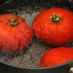 Eliche all&#8217;alloro