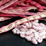 Un mucchietto di fagioli borlotti freschi posati su piano scuro con sullo sfondo baccelli secchi ancora integri, dalla buccia fucsia con sfumature chiare
