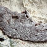 Fegato con burro e salvia