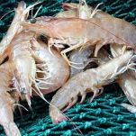 Gamberi d&#8217;acqua dolce al prezzemolo