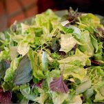 Insalata ai formaggi