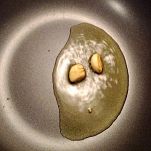 Linguine al sugo di aragosta