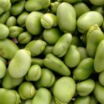 Linguine con fragoline di mare e favette