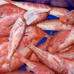 Maccheroni al sugo di triglia