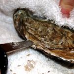 Ostriche al gorgonzola