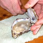 Ostriche con salsa di mango