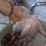 Polpo ai pomodori secchi