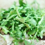 rucola