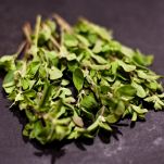 Salmone in salsa al timo