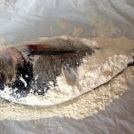 Saraghi alla palermitana