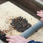 Tacchino all’ascolana