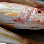 Triglie fritte in salsa