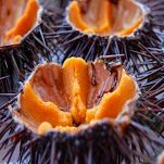 Fettuccine al granchio e ricci di mare