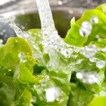 Fior d&#8217;insalata