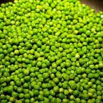 Garganelli con moscardini e piselli