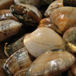 Polpettine di fasolari