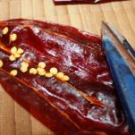 Reginette al pesto rosso