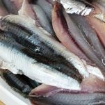 Sarde all&#8217;aceto