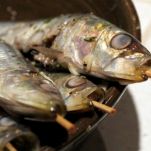 Sardine grigliate