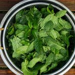 Menta lavata