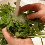 Tagliatelle alla mentuccia