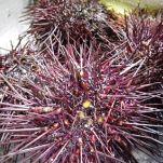 Tagliolini con tartufi e ricci di mare