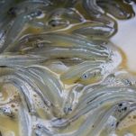 Bianchetti bolliti all’agro