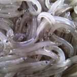 Bianchetti con l&#8217;uovo