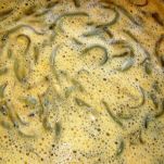 Bianchetti con l&#8217;uovo