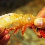 Gamberi in salsa aromatica