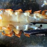 Insalata di aragosta del milionario