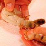 Insalata di gamberi al cocco piccante e papaia