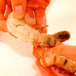 Minestra di mare con salsa rouille