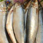 Operakallarens Stromming