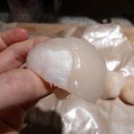 Pasta con capesante al verde