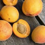 Sfoglia con crema di yogurt e albicocche