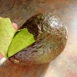 Sugo freddo all&#8217;avocado