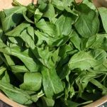 Insalata di rucola e tartufo