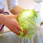 Lattughe farcite in umido