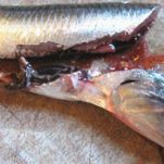 Alici fresche arrotolate