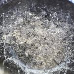 Aspic di scorfano con ortaggi