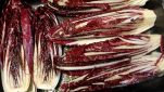 Radicchio alla griglia