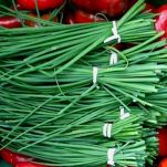 Anguilla di Comacchio