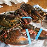 Astice con crema di peperoni