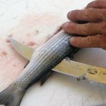 Gnocchi con ragù di cefalo