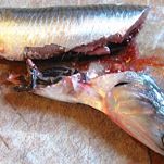 Minestra di cozze alla pugliese